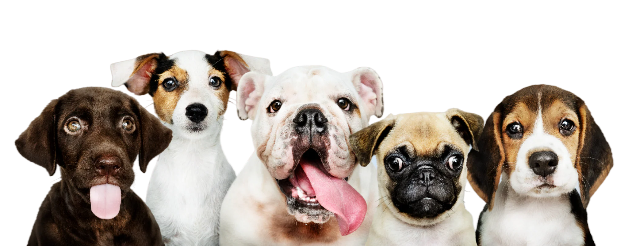 Elevate Your Pet's Daily Lifestyle